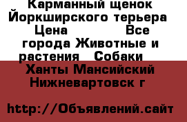 Карманный щенок Йоркширского терьера › Цена ­ 30 000 - Все города Животные и растения » Собаки   . Ханты-Мансийский,Нижневартовск г.